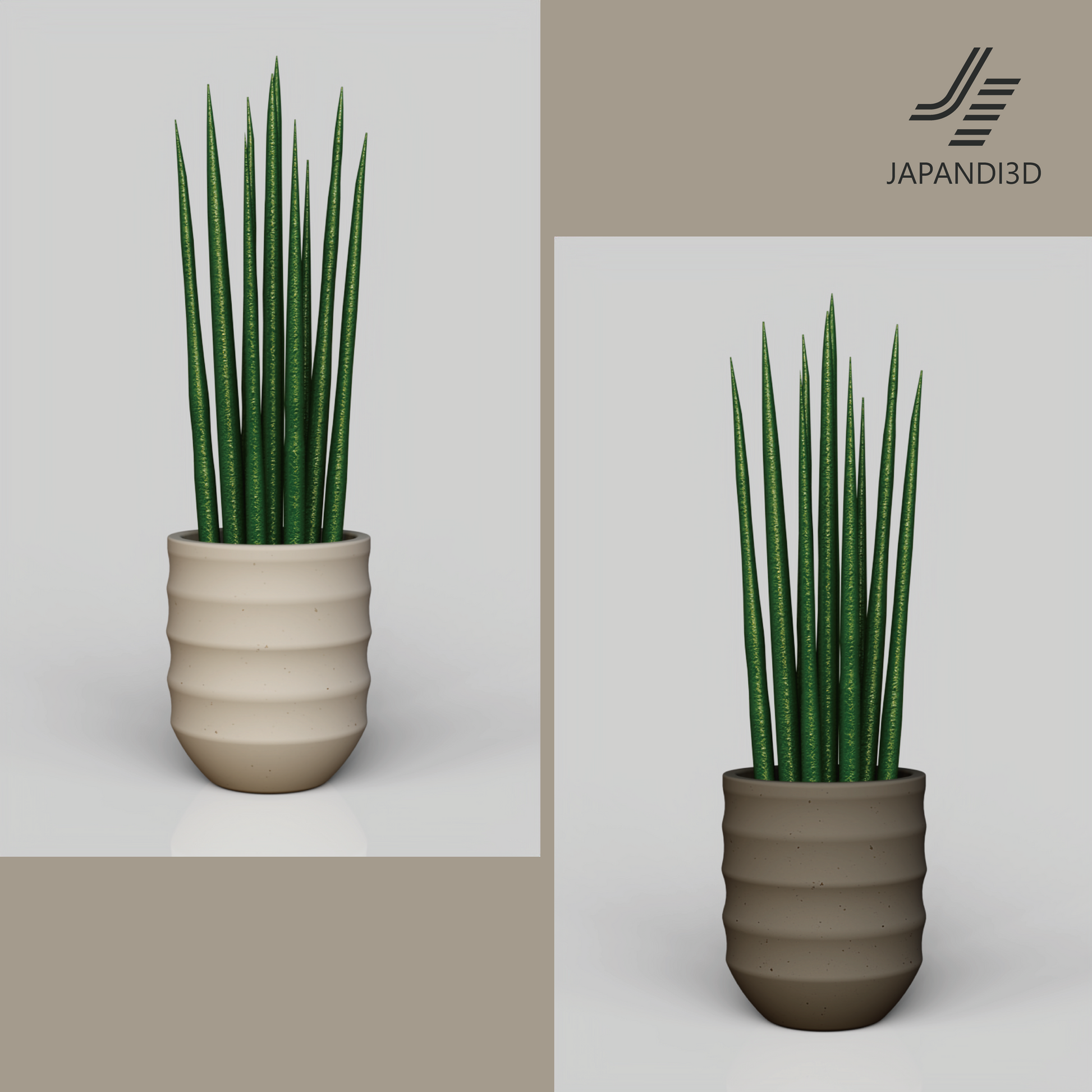 sansevieria color Sansevieria in 2 colors