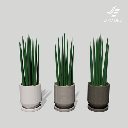 Sansevieria / 3-color set