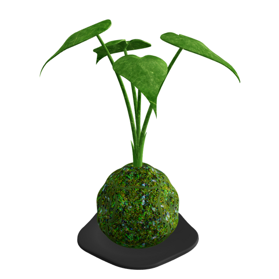 KOKEDAMA Plant - 3D Model Interactive Preview - Moss Ball with Alocasia Width 150mm Height 320mm
