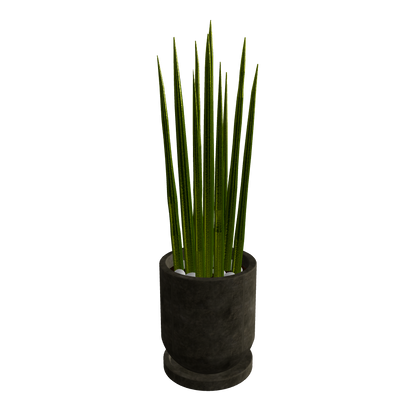 Sansevieria / 3-color set