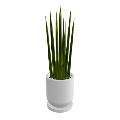 Sansevieria / 3-color set